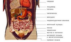 что находится с левой стороны под ребрами у человека Kolet Ili Bolit Levyj Bok Pod Rebrami Chto Nahoditsya Tam I Pochemu Bolit