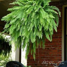Staghorn fern, elkhorn fern, house plant, outdoor fern plant in 1.4l quart container. How To Have Hanging Ferns That Are The Envy Of The Neighborhood Plants Hanging Ferns Outdoor Gardens