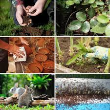 More images for white vinegar on plants » 17 Remarkable Uses For White Vinegar In The Garden Diy Crafts