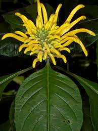 Image result for Justicia aurea