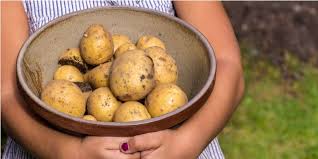 Potatoes can be stored for a long time if you have a cool, dark, dry place to store them. Science Activity Dehydration Extended Notes