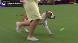 However, while they are strong, powerful, and courageous. American Staffordshire Terriers Wkc Breed Judging 2020 Youtube