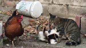 anne kedinin yavrulari icin tavukla savasi emzirme saati aciklmayi okuyunuz youtube