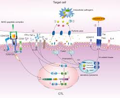 Image result for Intracellular Bacteria