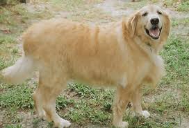Healthy Weight Golden Retriever Rescue Of Mid Florida