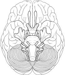Cranial Nerves Coloring Human Brain Cranial Nerves Brain Anatomy This is a digital item for instant download! cranial nerves coloring human brain