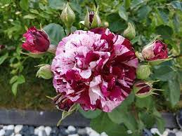 Dann wäre es sicherlich ganz gut, wenn sie zuvor vergleichen und sich hier informieren, worauf es einige kriterien vor dem kauf von rosen 30, sollte man doch beachten, damit ihre persönlichen anforderungen auch wirklich erfüllt werden. Rosen Kaufen Agel Rosen Online Shop