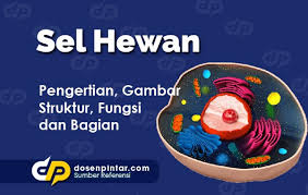 Sel pada mahluk hidup merupakan bagian penting dalam proses kehidupan. Sel Hewan Pengertian Gambar Struktur Fungsi Dosenpintar Com