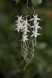 Image result for Aerangis ugandensis