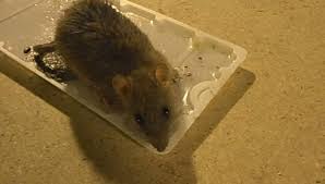 Maybe you would like to learn more about one of these? Top 8 Best Mouse Traps To Buy 2021 Review Pest Strategies