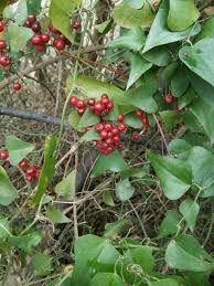 Image result for Smilax