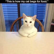This Cat Doesn T Beg He Negotiates Funny Cat Memes Funny Animal Memes Funny Animal Pictures
