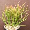 Easy way to grow pencil cactus from cutting at home, pencil cactus, cactus, pencil cactus propagation pencil cactus has taken almost 4 month to produce. 1