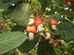 Maybe you would like to learn more about one of these? How To Grow And Harvest Cashews African Garden Homestead