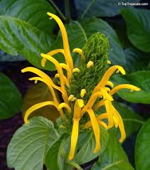 Image result for Justicia aurea