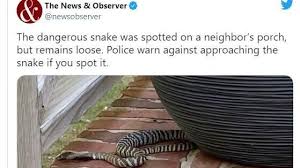 The snake, which is native to dry and desert areas, will bite or spit if cornered. R2 Xizk7bhyrqm