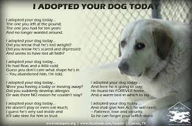 5 Reasons To Adopt An Older Pet With Images Rescue Quotes Dog Quotes Dogs