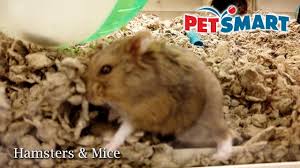 Hamster bedding are quite necessary, not only do they provide a. Petsmart Fancy Russian Dwarf Hamsters Mice Youtube