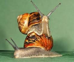 Pin By Valeri Lera On Milosc Snail Snails In Garden Sea Snail