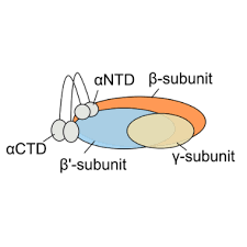 The rna polymerase is a key component to this process. Purification Of Dna Dependent Rna Polymerase From Synechococcus Elongatus Pcc 7942