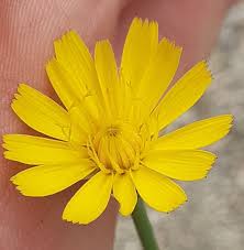 Image result for Crepis urundica