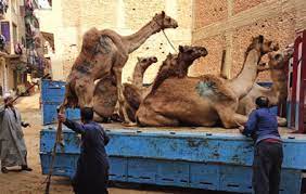 A day at the king abdulaziz camel festival. Https Www Animals Angels De Fileadmin User Upload 03 Publikationen Dokumentationen Animals Angels The Welfare Of Dromedary Camels During Road Transport In The Middle East Pdf
