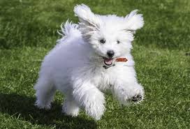 Como Hacer Que Mi Perro Acepte A Un Cachorro Mundo Perros