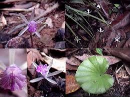 Image result for Nervilia