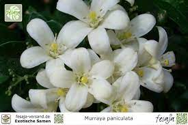 ↑ 1 2 murraya paniculata. Orangenraute Murraya Paniculata Fesaja Versand