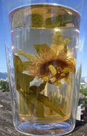 Foraging Passion Flowers Passion Flower Passion Flower Tea Passion Flower Benefits