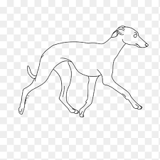 The best memes from instagram, facebook, vine, and twitter about italian greyhound. Greyhound Png Images Pngegg