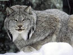 Last picture of the series: Canadian Lynx Glossy Poster Picture Photo Canada Cat Bobcat Wild Animal Snow 646 Ebay In 2021 Unusual Animals Wild Cats Animals Beautiful