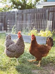 Our chicken art collection captures the many faces of our fine feathered friends! Help Kids Learn About The Chicken Life Cycle In 4 Steps