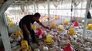 Ayam broiler atau bisa disebut sebagai ayam pedaging merupakan ayam yang dimanfaatkan dagingnya untuk konsumsi. Ppkm Darurat Berlaku Harga Ayam Ras Pedaging Di Ciamis Dan Tasikmalaya Justru Naik Tribun Jabar