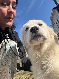 Lost Dog Found in Neighborhood