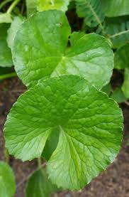 Penanaman dan jarak tanam porang. Warisan Petani Pokok Pegaga
