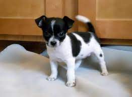 Looking for pitbull chihuahua mix? Chihuahua Mix Black And White And Brown Pets Lovers