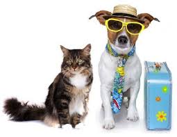 Pet transport companies in california. Pet Relocation To India Universal Relocations 1 888 3237356