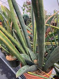 Image result for Sansevieria hallii