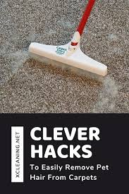 Here you can see more information about best vacuum for carpet! Clever Hacks To Easily Remove Pet Hair From Carpets Xcleaning Net Your Cleaning Tips