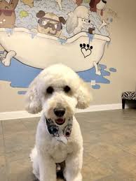 Our primary concern is the safety and health of your pet. Croton S Pampered Pet Grooming Salon And Boutique Pet Groomers 35 North Riverside Ave Croton On Hudson Ny Phone Number Yelp