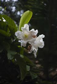 Image result for Beaumontia