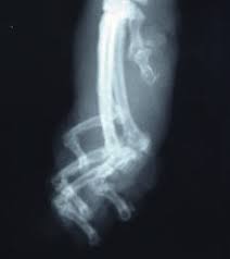 How many bones does a cat have? Physical Consequences Of Declawing Little Big Cat