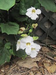 Image result for Thunbergia racemosa