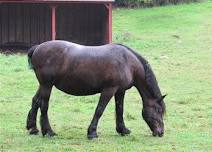 Horse Grooming