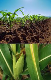 How To Grow Corn Growing Corn Corn Plant Garden Veggies