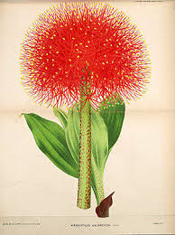 Image result for Scadoxus multiflorus
