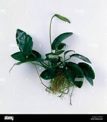 Image result for Orthopichonia barteri