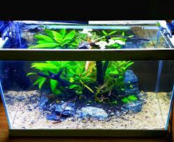 Shrimp Tank In 2020 Planted Aquarium Shrimp Tank Fish Tank