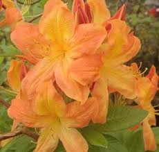 Glendoick Gardens Perth Garden Centre Cafe And Foodhall Garden Center Azaleas Garden